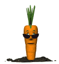 Cool Carrot